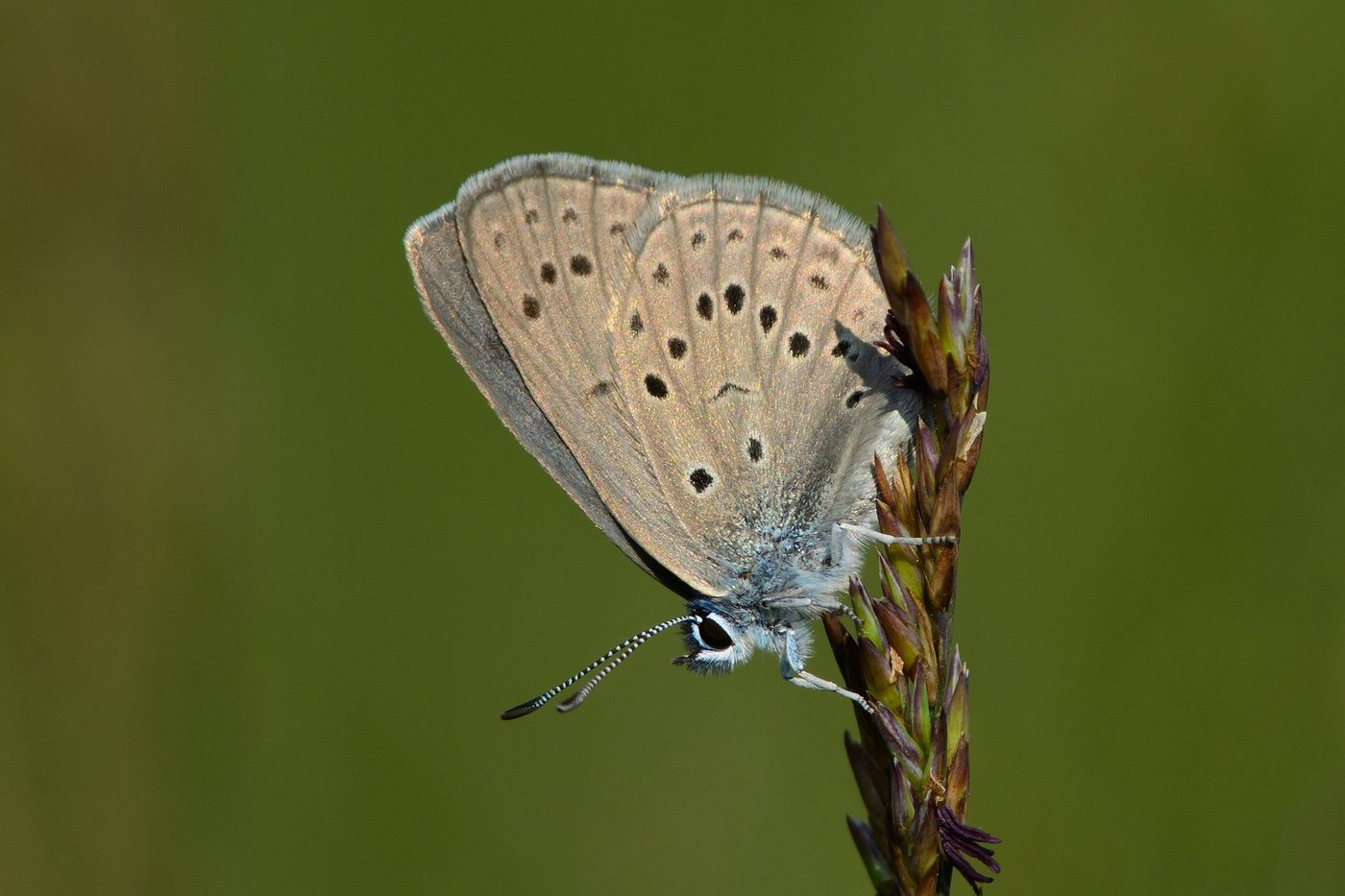 Een gentiaanblauwtje met gevouwen vleugels op een grasaar