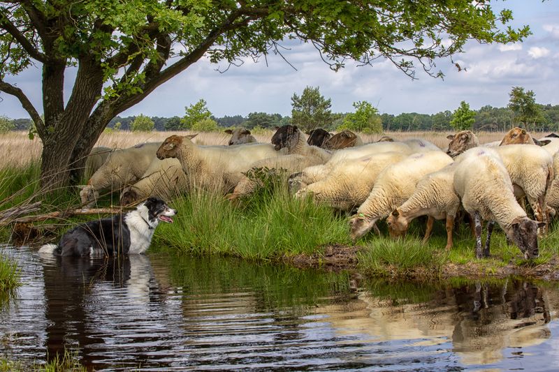 De herdershond staat in een ven terwijl de kudde onder een eik aan de oever graast
