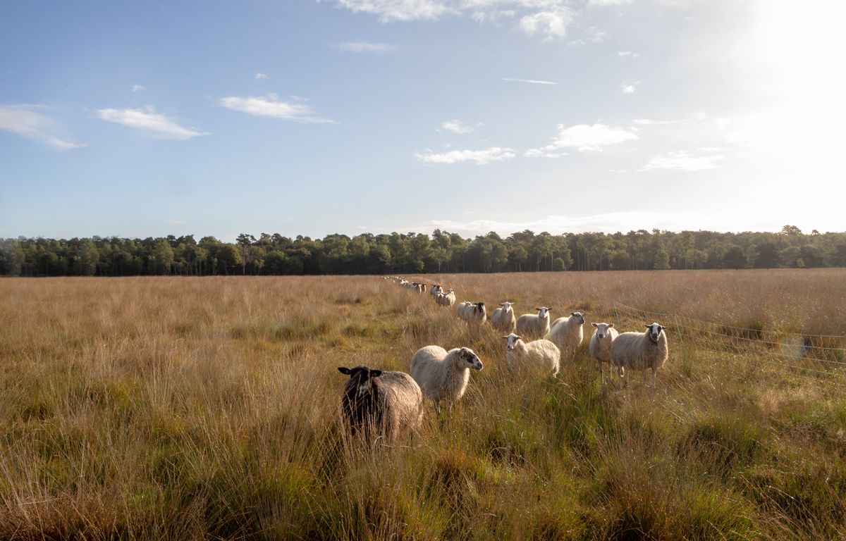 De schapen lopen achter elkaar door het hoge gras van Banisveld, met de bosrand op de achtergrond