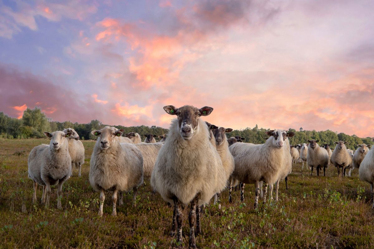 De kudde staat op de heide en kijkt in de camera onder een roze avondlucht