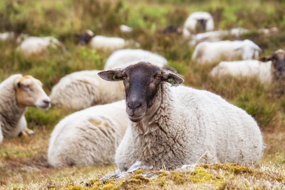 Een schaap met een donkere kop ligt tussen de kudde in de heide en kijkt in de camera